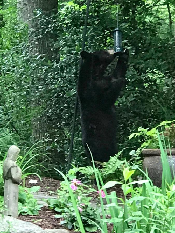 Lazy Bear Lodge Valle Crucis Bagian luar foto
